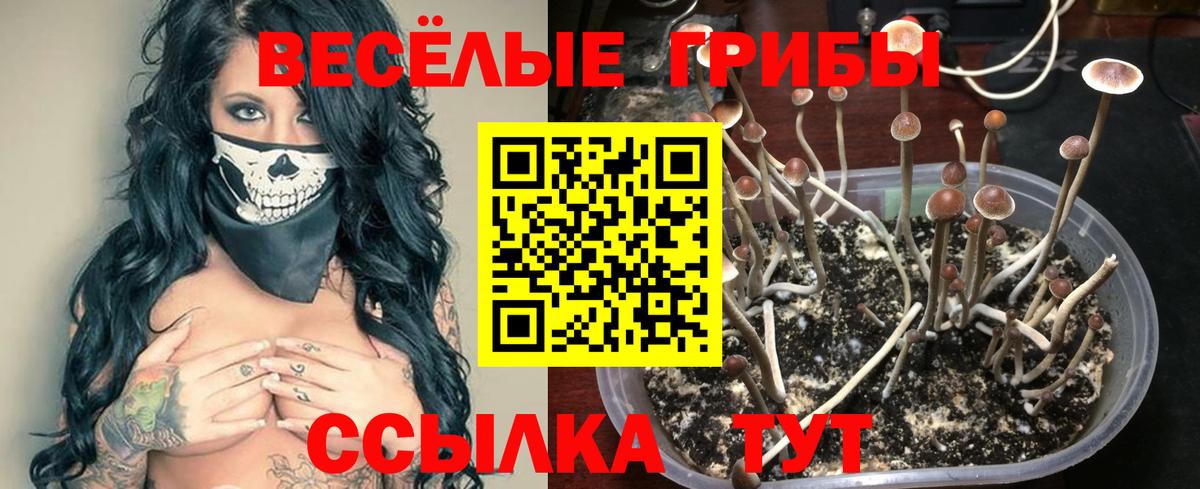 Галлюциногенные грибы Psilocybine cubensis Новосибирск